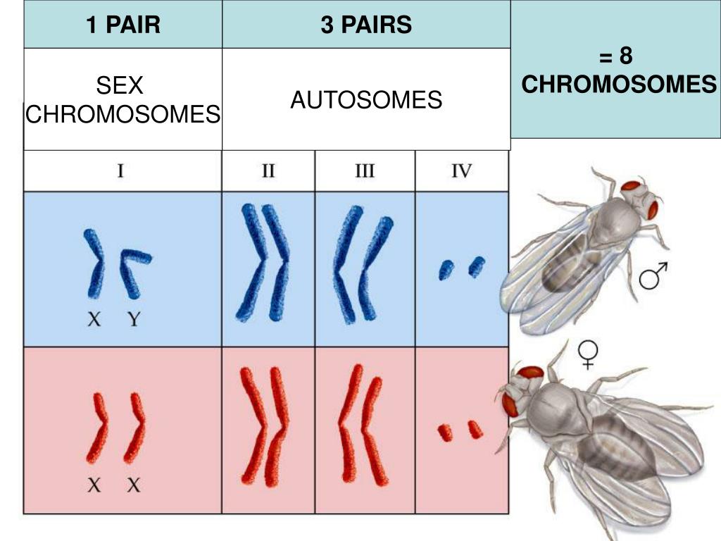 Ppt • Chromosomal Inheritance Human X Linked Disorders Gene Linkage