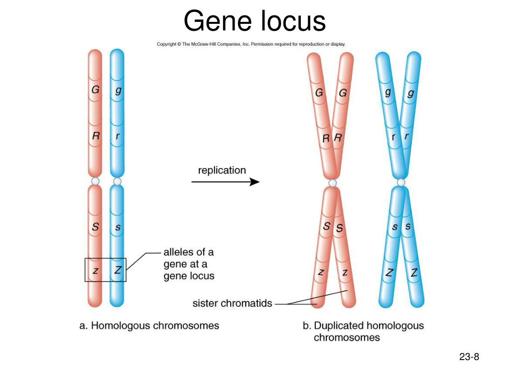 Сайт локуса. Ген Локус аллель. Хромосомы гены аллели. Локус и аллель Гена. Ген хромосома Локус.