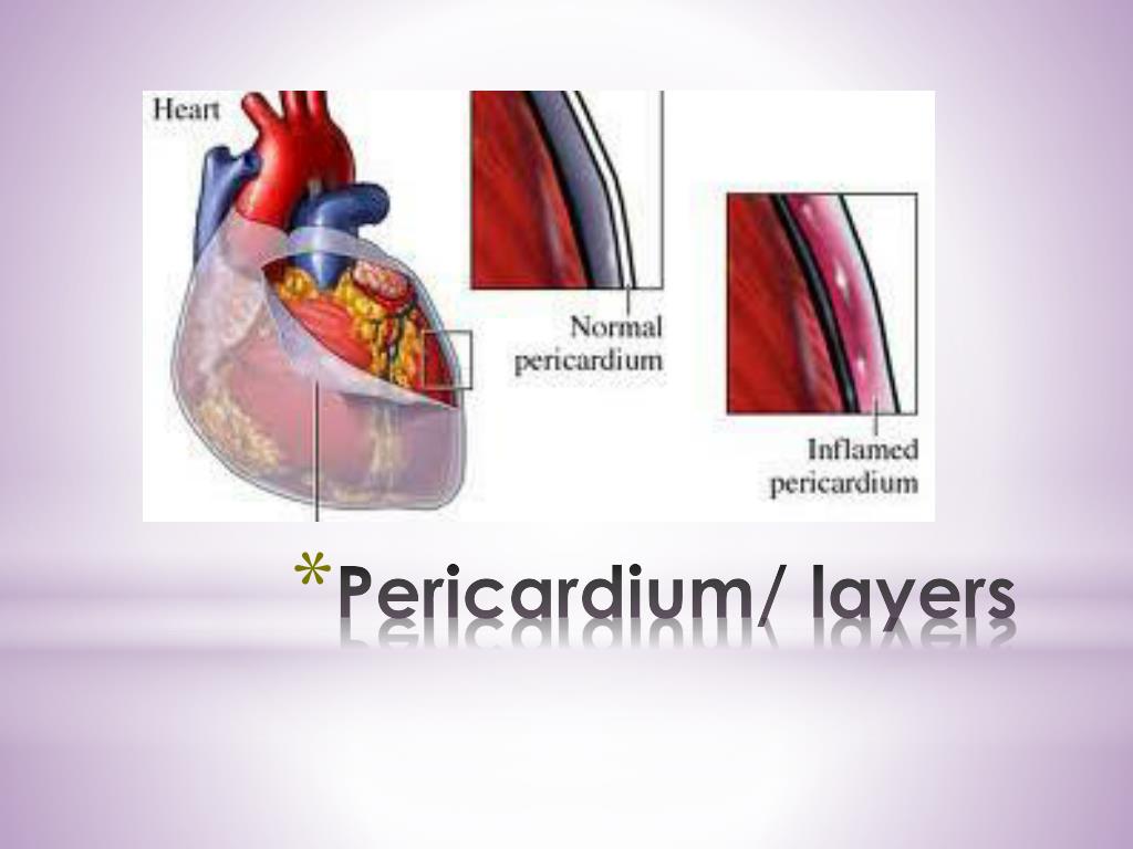 PPT - Pericardium and external features of the heart PowerPoint