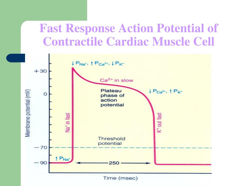 PPT - Fast Response Action Potential of Contractile Cardiac Muscle Cell