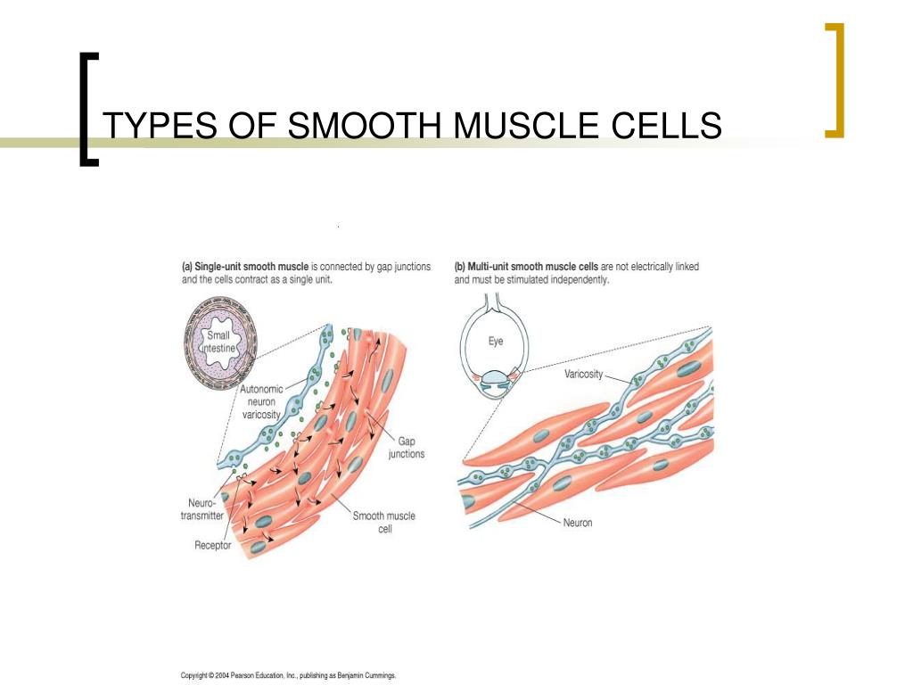 PPT - Completion of Skeletal Muscle and comparison to Smooth Muscle