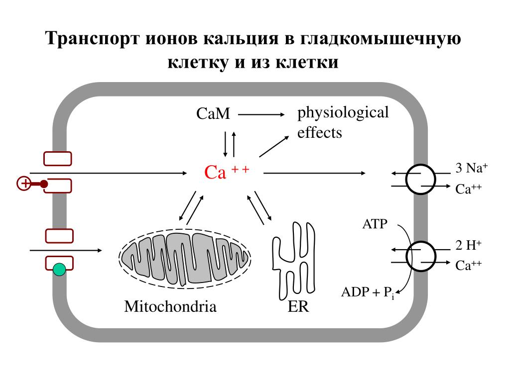 Связь натрия и кальция. Кальциевый насос. Натрий-кальциевый Обменник. Кальциевый насос схема. Кальциевый насос механизм физиология. Датчик концентрации ионов кальция.