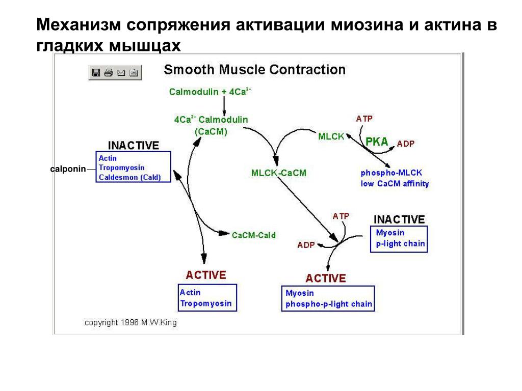 Электромеханическое сопряжение в мышцах. Механизм сопряжения возбуждения и сокращения в мышце. Механизмы электромеханического сопряжения в гладких мышцах. Электромеханическое сопряжение в гладких мышцах. Механизм электромеханического сопряжения в скелетной мышце.