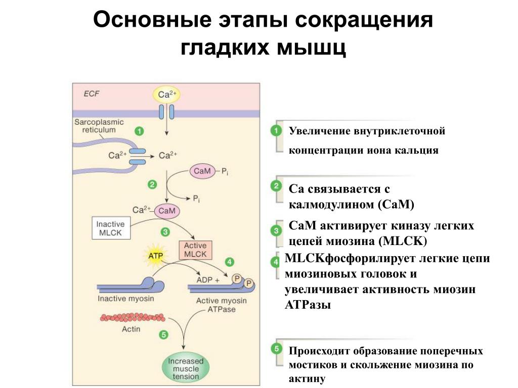 Клетки гладкой мускулатуры сокращаются. Механизм сокращения и расслабления гладкой мускулатуры. Механизм сокращения гладких мышц физиология. Механизм сокращения гладкого мышечного волокна. Механизм сокращения гладкомышечных клеток.