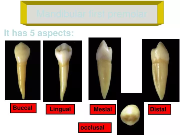 5 roots in a molar 5 roots in a molar