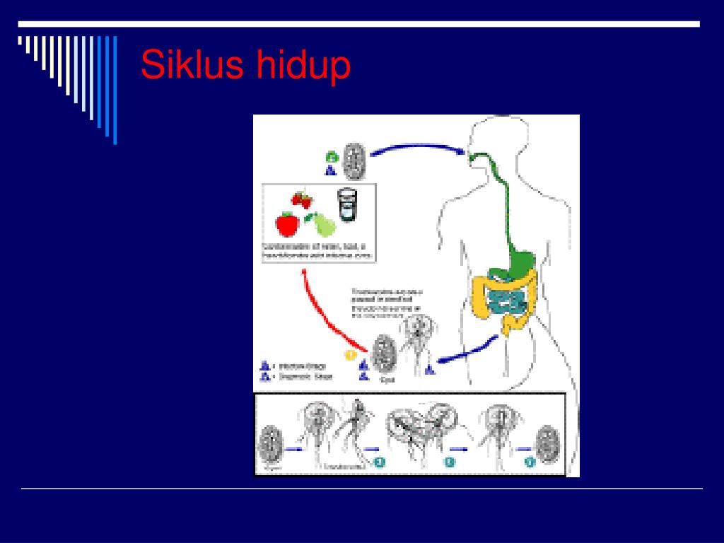 Diagnosis Kista Ganglion Alomedika Diagnosis Kista Ganglion Alomedika