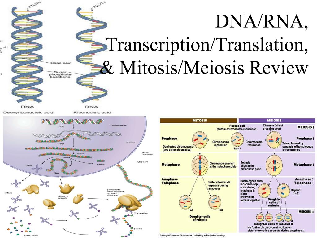 Translation DNA RNA. DNA Transcription. RNA Replication. DNA Transcription and translation. Dna перевод
