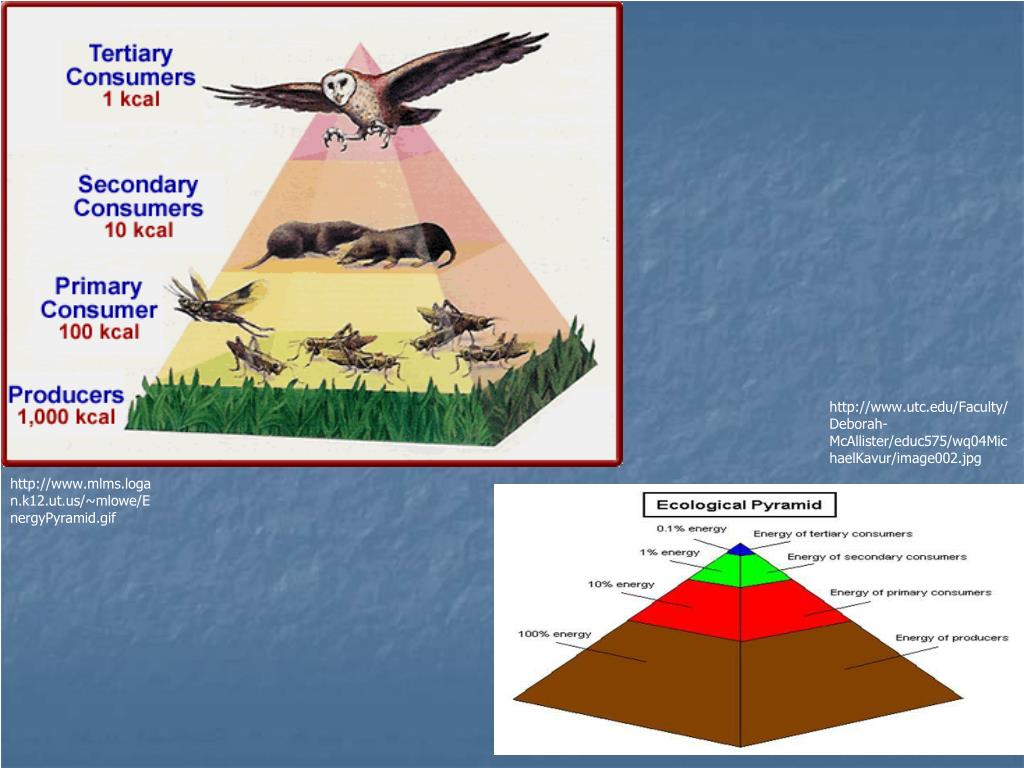 PPT - Ecology Unit PowerPoint Presentation, free download - ID:4342062