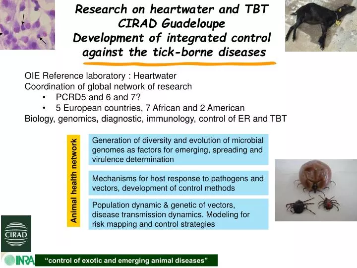 PPT - “control of exotic and emerging animal diseases” PowerPoint  Presentation - ID:4343559