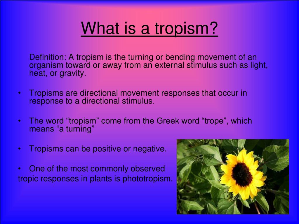PPT Unique Tropisms In Plants PowerPoint Presentation