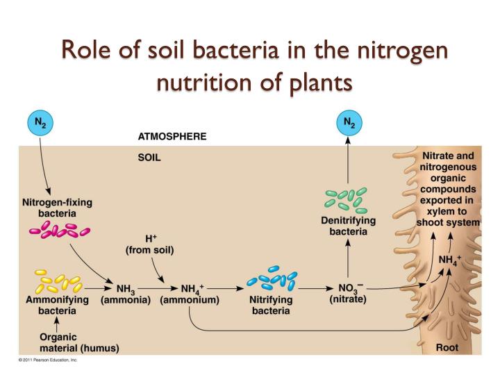 nitrogen fixing bacteria essay Many bacteria and fungi degrade organic matter, releasing fixed nitrogen for reuse by other organisms all these processes contribute to the nitrogen cycle we shall deal first with the process of nitrogen fixation and the nitrogen-fixing organisms, then consider the microbial processes involved in the cycling of nitrogen in the biosphere. nitrogen fixing bacteria essay Many bacteria and fungi degrade organic matter, releasing fixed nitrogen for reuse by other organisms all these processes contribute to the nitrogen cycle we shall deal first with the process of nitrogen fixation and the nitrogen-fixing organisms, then consider the microbial processes involved in the cycling of nitrogen in the biosphere.