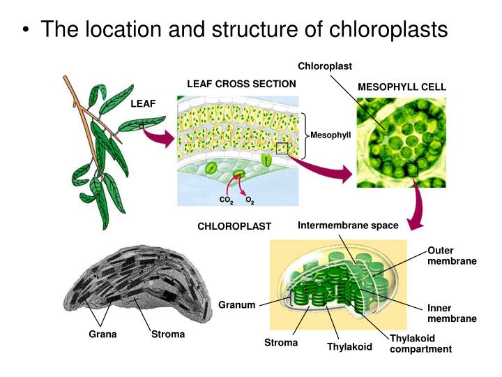PPT CHLOROPLAST PowerPoint Presentation ID4346703
