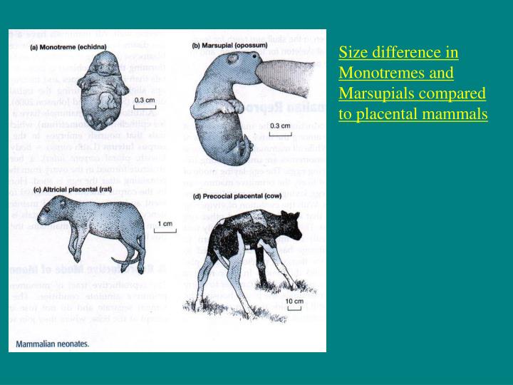 difference between placentals and marsupials and monotremes