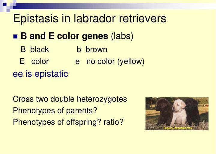 PPT 1. Multiple alleles ( more than 2 alleles for gene in population