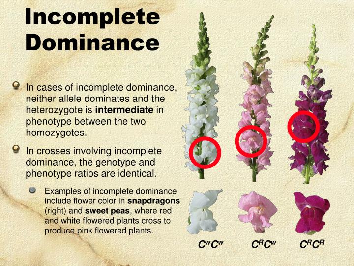 PPT GENE INTERACTIONS PowerPoint Presentation ID4347301