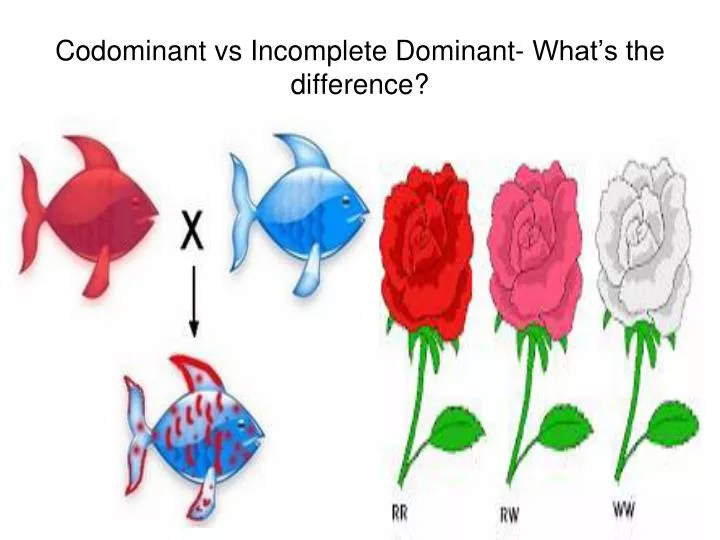 difference between complete dominance codominance and incomplete dominance