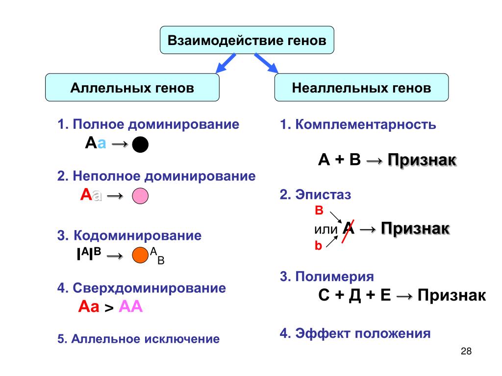 Пара разных аллельных генов. Схема типы взаимодействия аллельных генов. Тип взаимодействия генов — комплементарное взаимодействие.. Аллельные и неаллельные гены примеры. Типы взаимодействия полное доминирование.