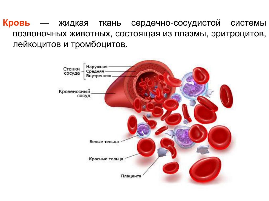 Как выглядит кровь внутри