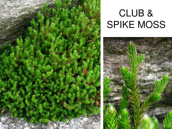 free download club moss free download club moss