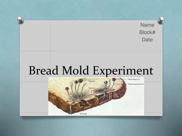 PPT - Bread Mold Experiment PowerPoint Presentation - ID PPT - Bread Mold Experiment PowerPoint Presentation - ID