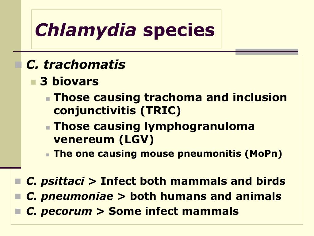 Anti chlamydia trachomatis. Хламидия пситтаци.