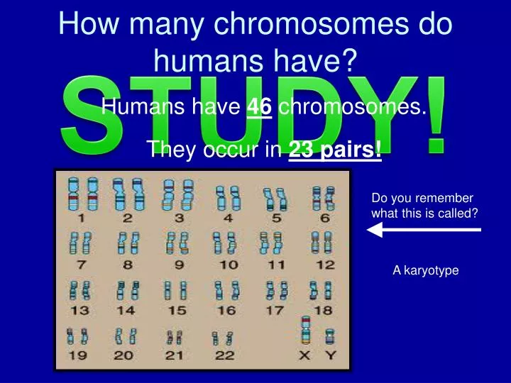 PPT How many chromosomes do humans have? PowerPoint Presentation