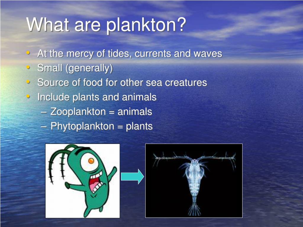 Планктон составляют