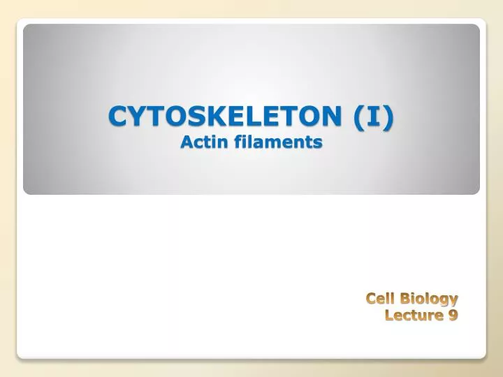cytoskeleton i actin filaments n.