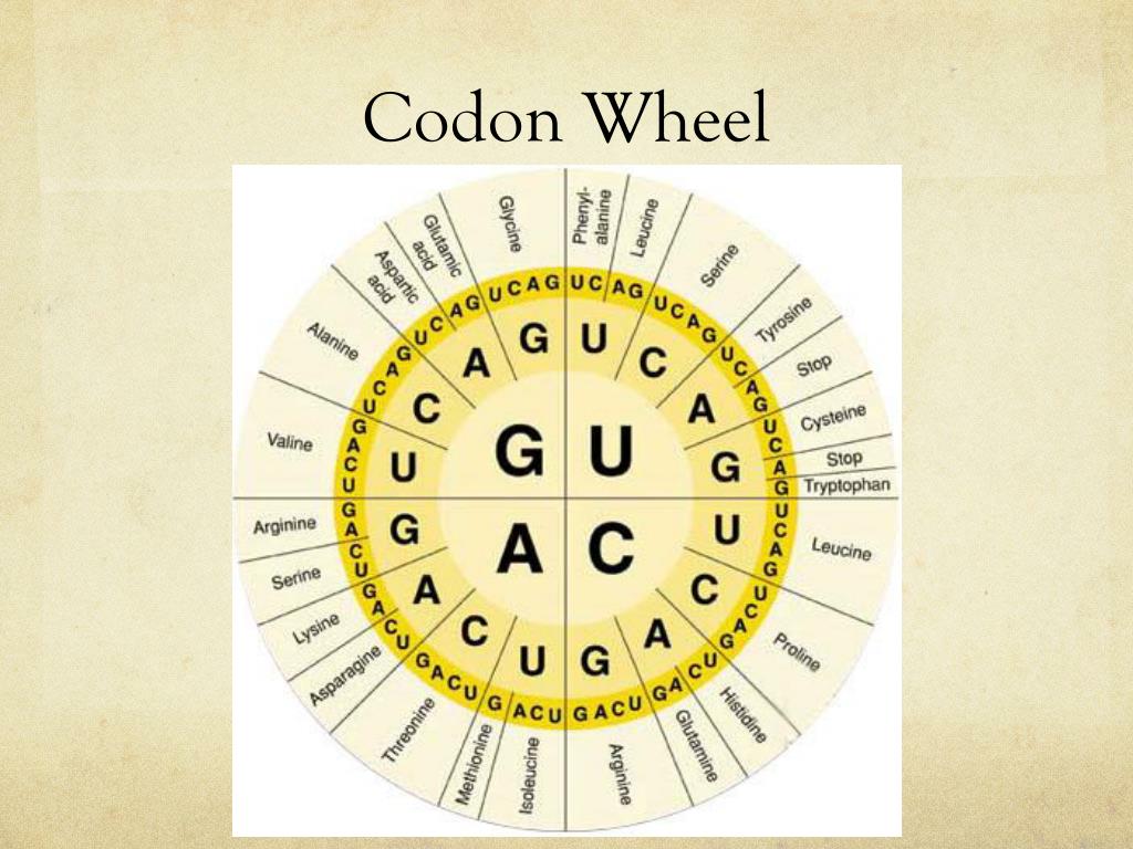 Codon Chart And Wheel