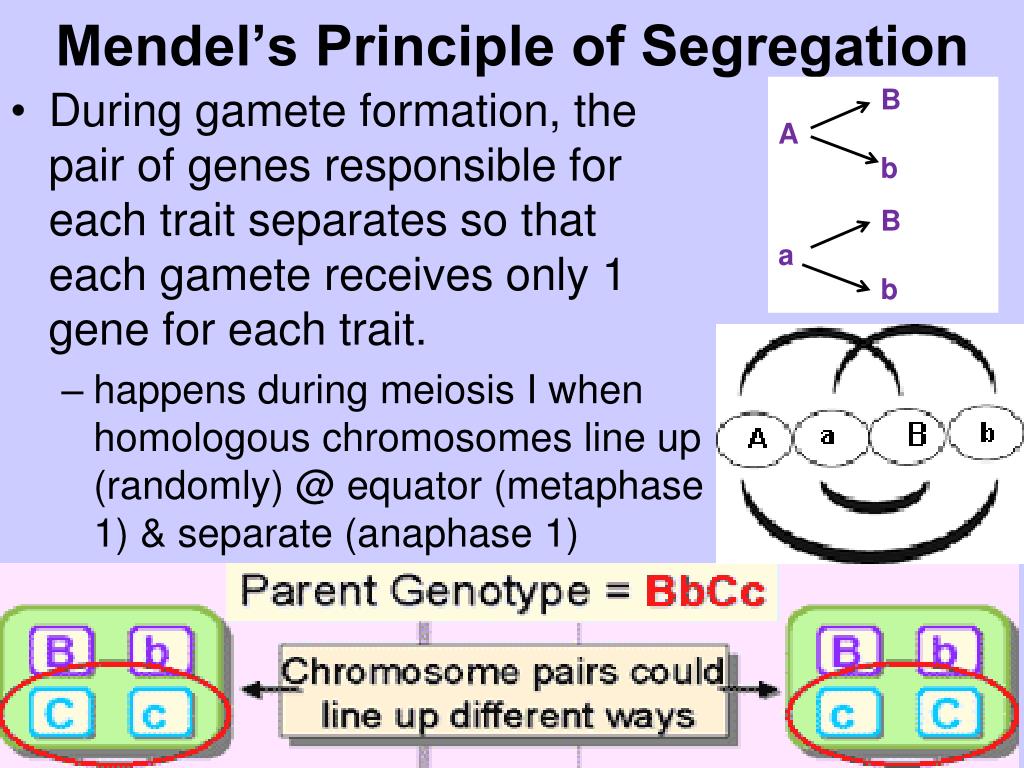 PPT - Unit 6: Genetics & Heredity Ch 8: Heredity & Ch 11: Human ...