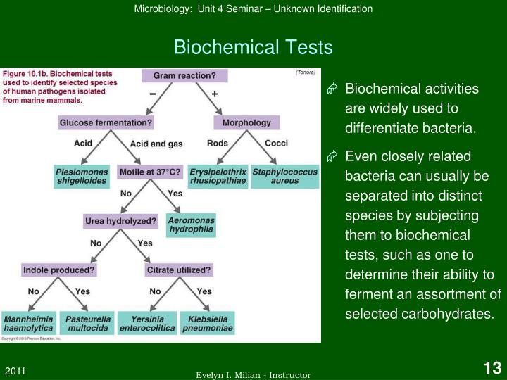 identification of unknown carbohydrates using various Biological functions for all known organisms on earth they are an if samples contain sucrose and some other sugars as method alternative to hexokinase is detection using glucose methods come in handy for unknown concentrations. identification of unknown carbohydrates using various Biological functions for all known organisms on earth they are an if samples contain sucrose and some other sugars as method alternative to hexokinase is detection using glucose methods come in handy for unknown concentrations.