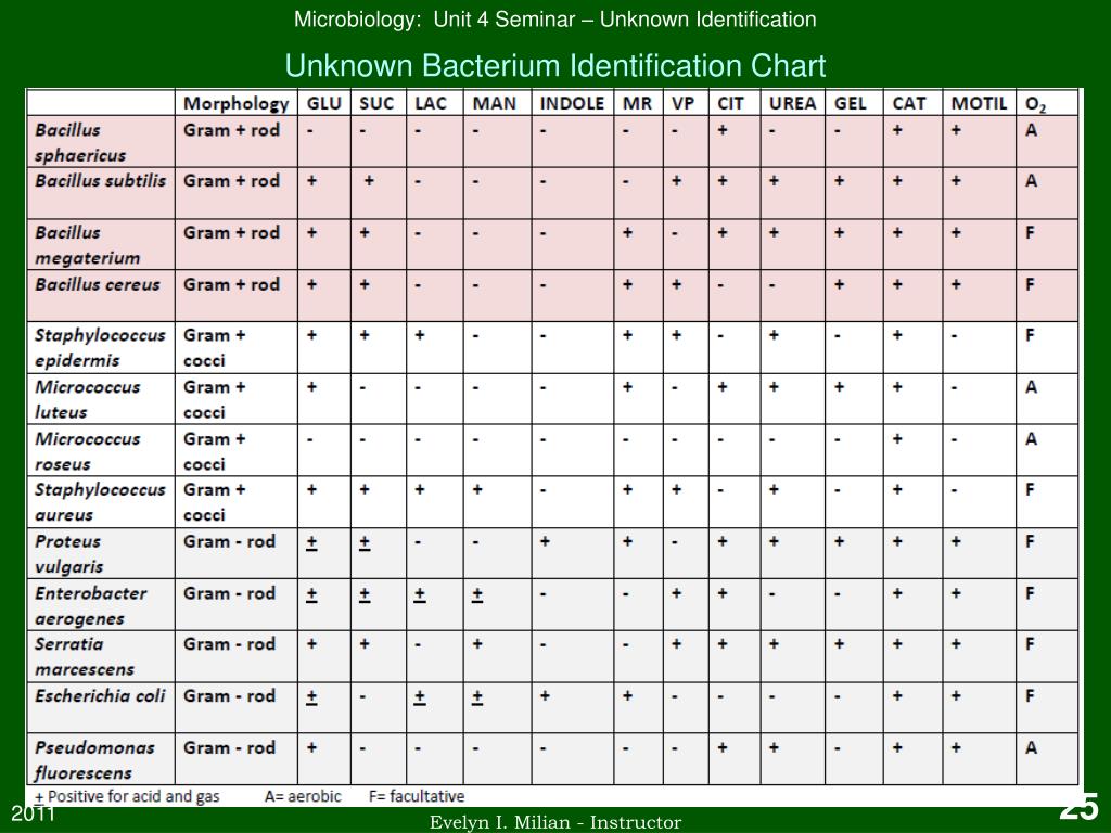 Microbiology Organism Identification Chart