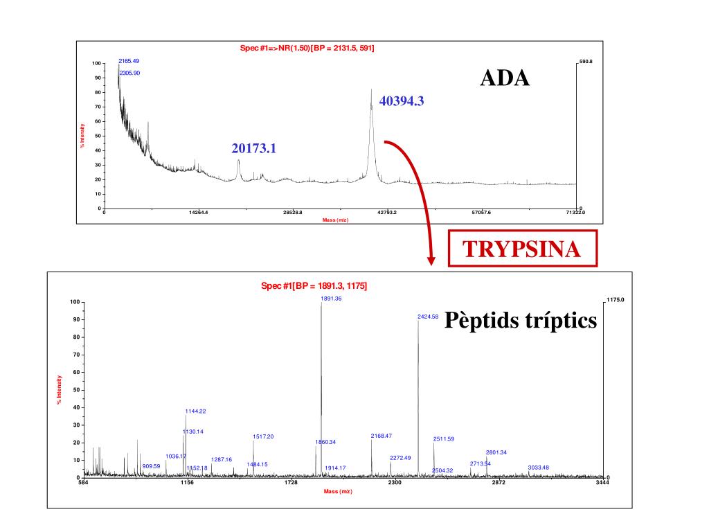 PPT - La Espectrometria de Masas en la Identificación de Proteinas ...