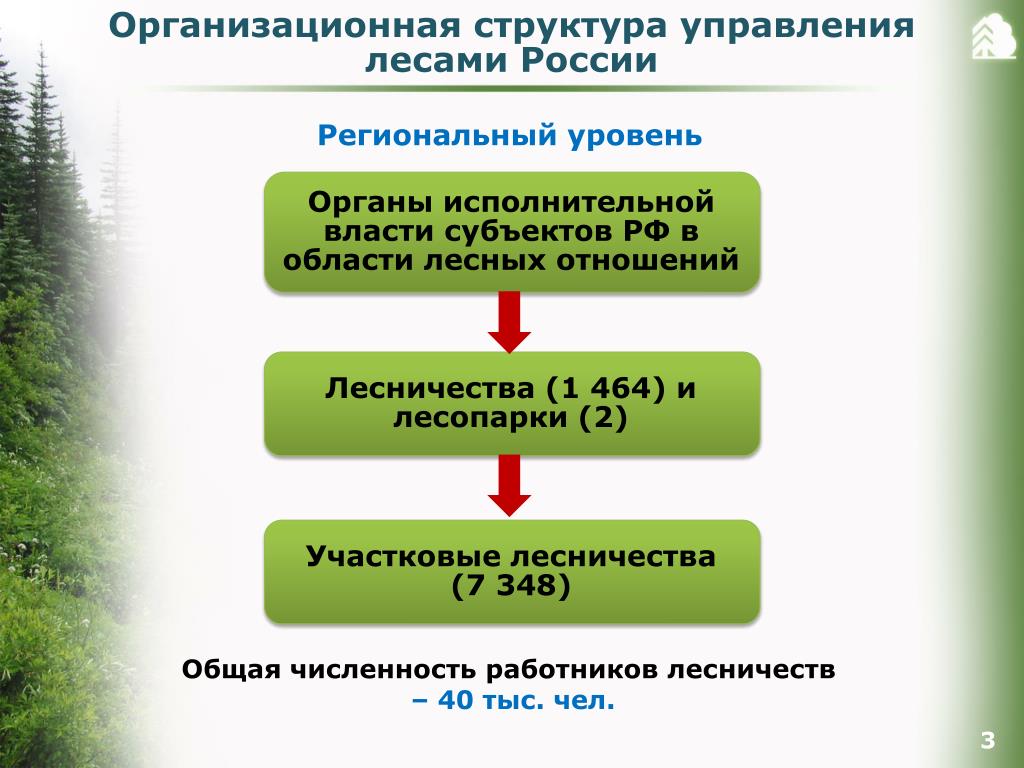Территориальные органы лесного хозяйства
