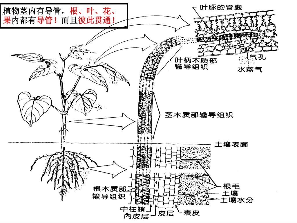 Ppt 欢迎来到绿色家园 Powerpoint Presentation Free Download Id Ppt 欢迎来到绿色家园 Powerpoint Presentation Free Download Id