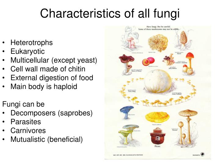 PPT - We will study four phyla of fungi classified by their structure ...