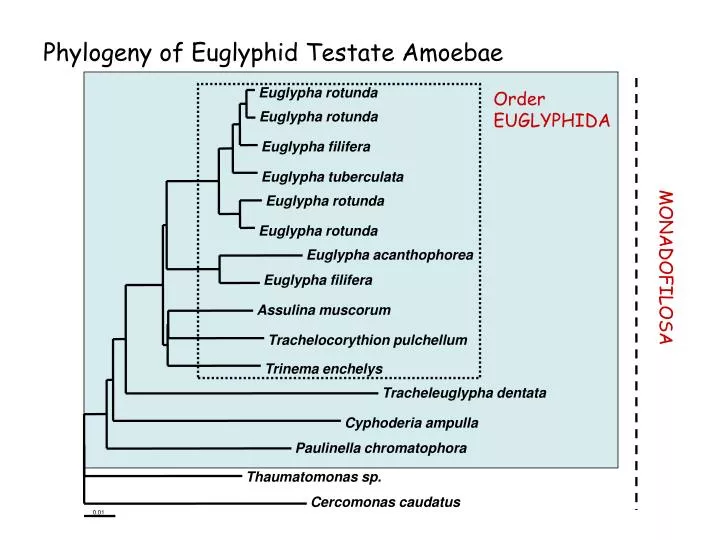 phylogeny of euglyphid testate amoebae n.