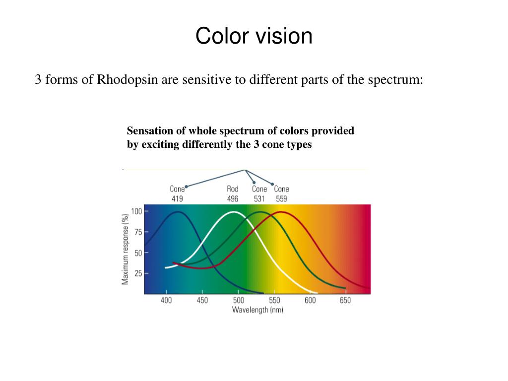 PPT  Color vision PowerPoint Presentation, free download  ID4374190