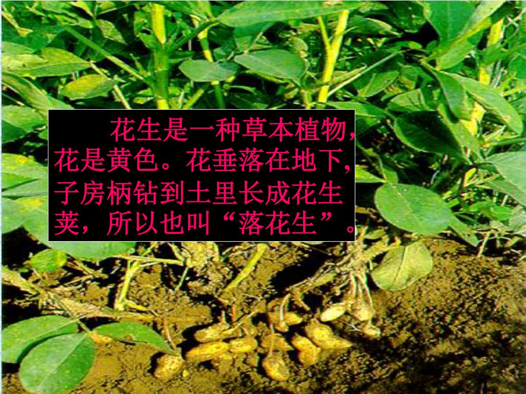 Ppt 落花生powerpoint Presentation Free Download Id