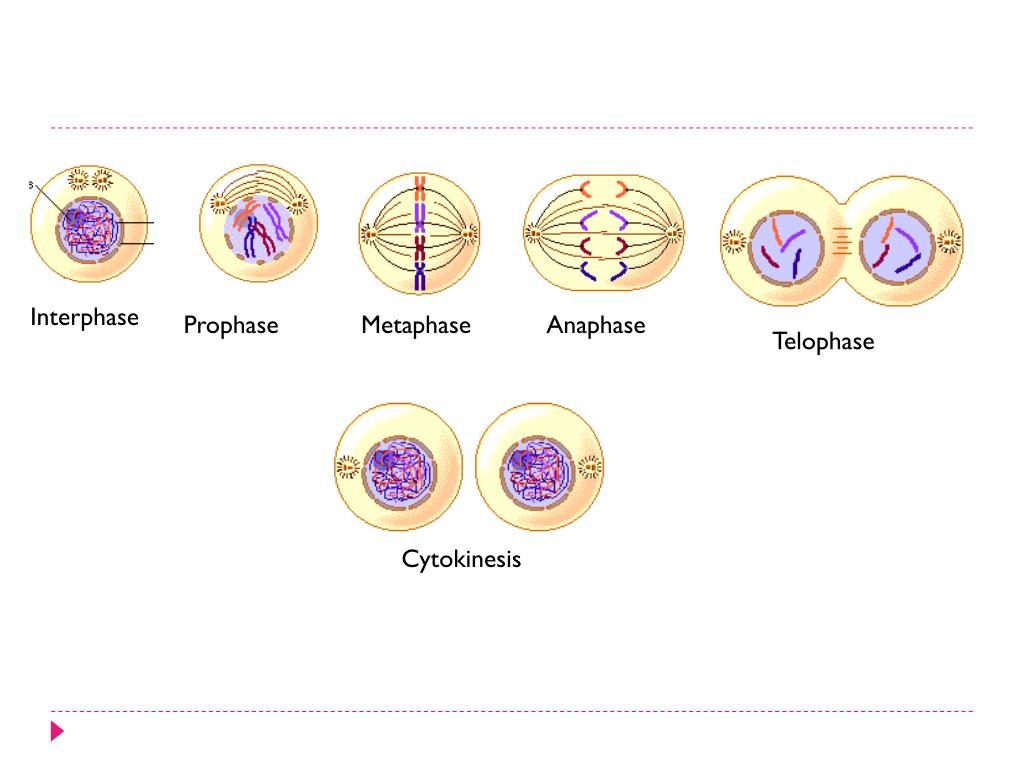 prophase metaphase anaphase telophase prophase metaphase anaphase telophase