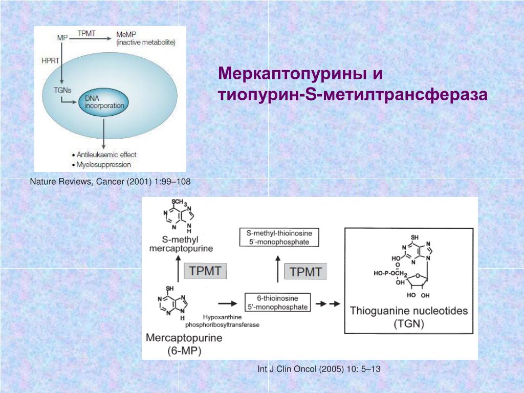 PPT - Фармакогенетика и противоопухолевая химиотерапия PowerPoint .