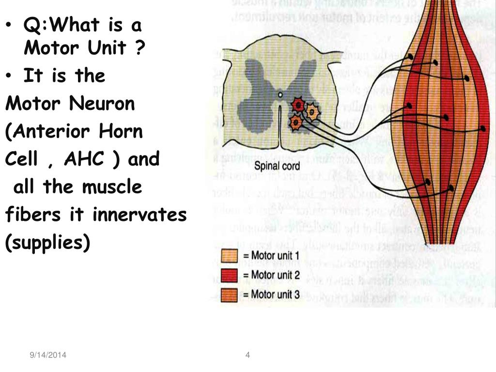 PPT - Physiology of the Motor Unit PowerPoint Presentation, free download -  ID:4380452