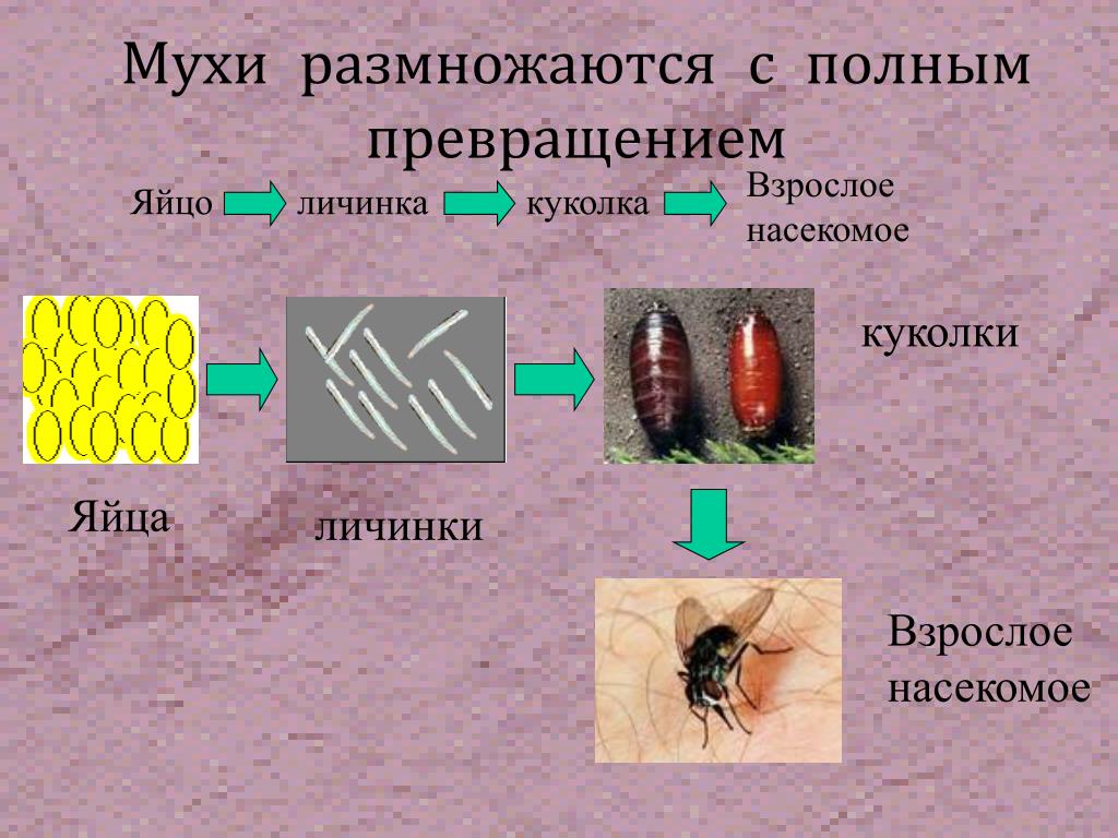 Тип превращения мухи. Цикл развития мухи дрозофилы. Цикл развития комнатной мухи схема. Размножение мух. Как размножаются мухи.
