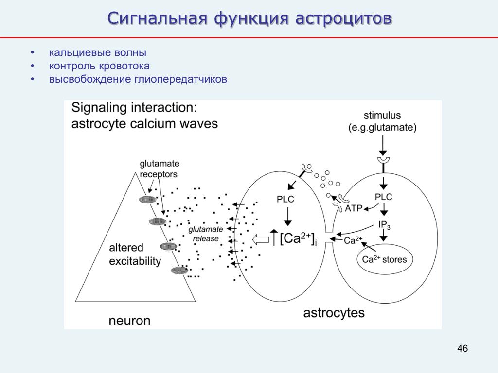 Функции астроцитов. Кальциевые волны астроцитов. Кальциевые волны астроциты 2020. Сигнальная функция.