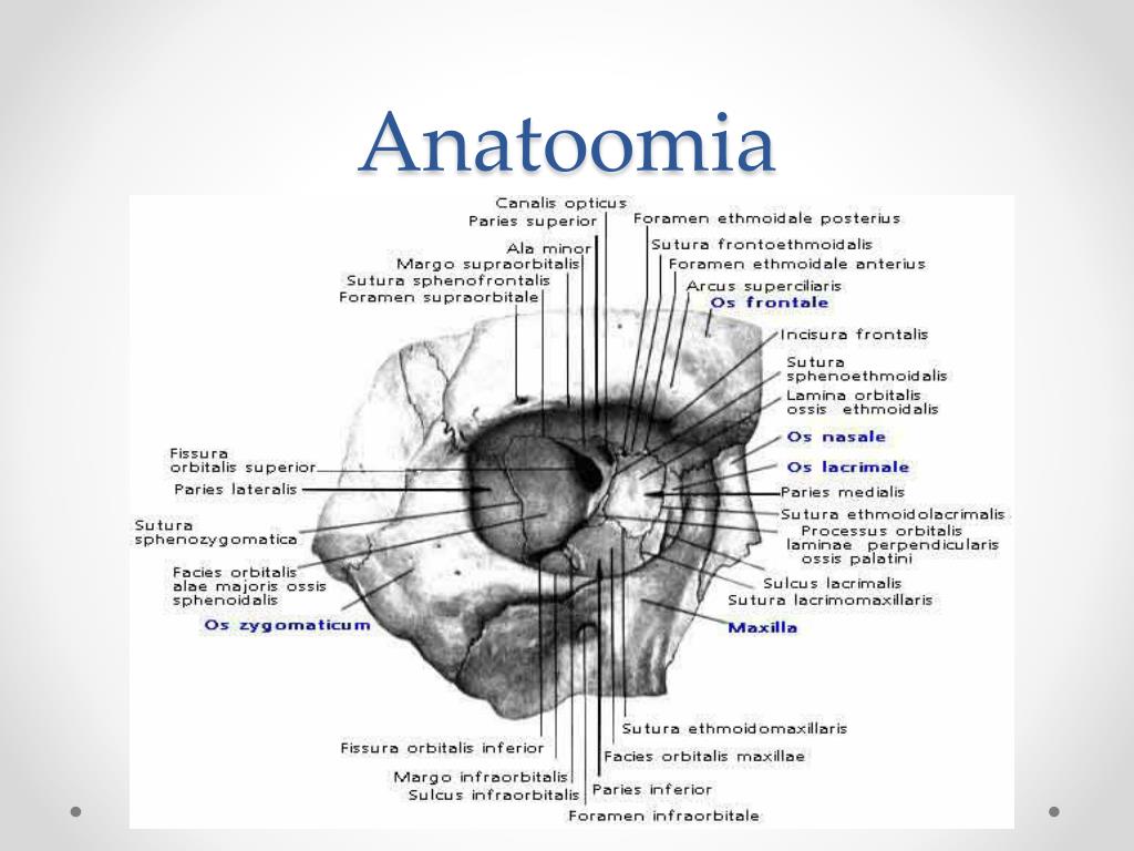 Строение глазницы кости. Орбита глазница анатомия. Стенки глазницы анатомия медиальная стенка. Глазница черепа анатомия. Глазница стенки кости анатомия.
