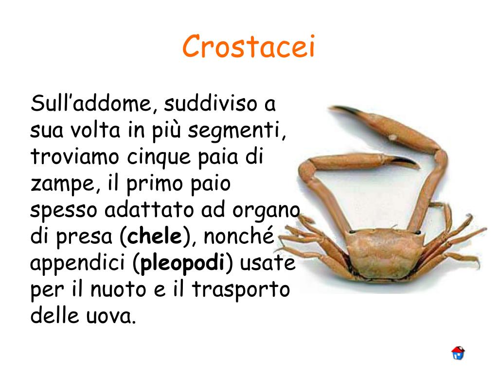 PPT Gli Artropodi PowerPoint Presentation, free download ID4383363