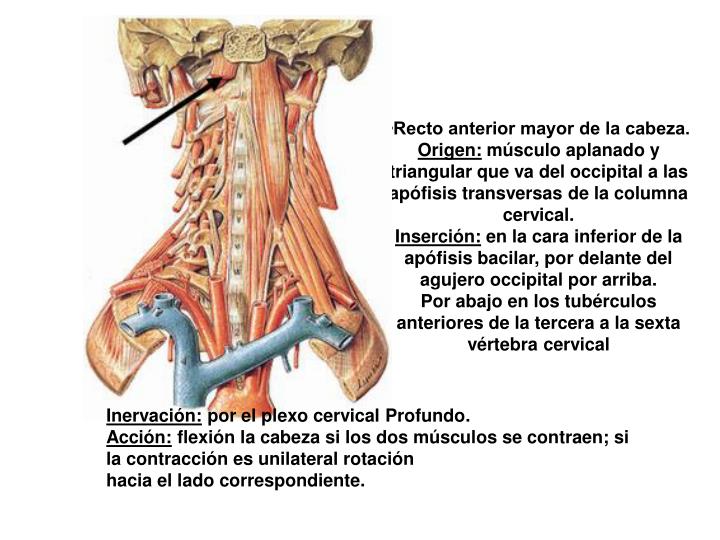 PPT MUSCULOS DE LA CABEZA, CARA