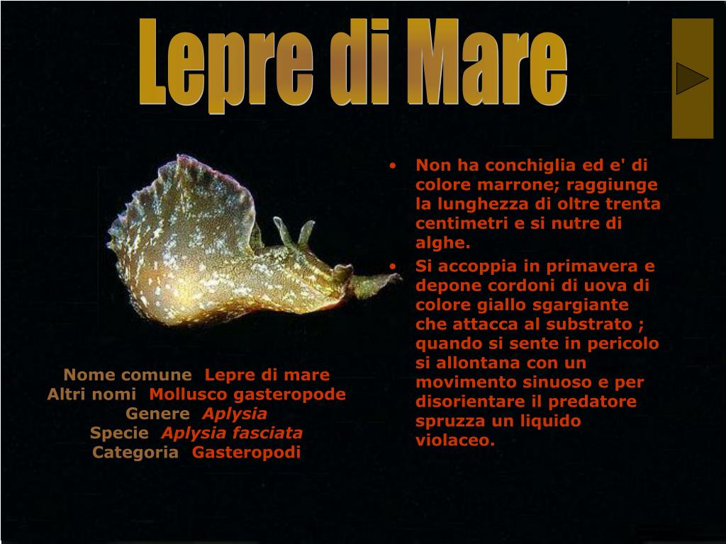 ppt-viaggio-nella-riserva-marina-di-portofino-powerpoint-presentation
