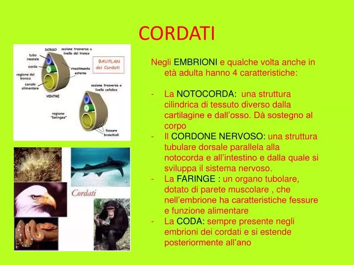 PPT - CORDATI PowerPoint Presentation, free download - ID:4384751