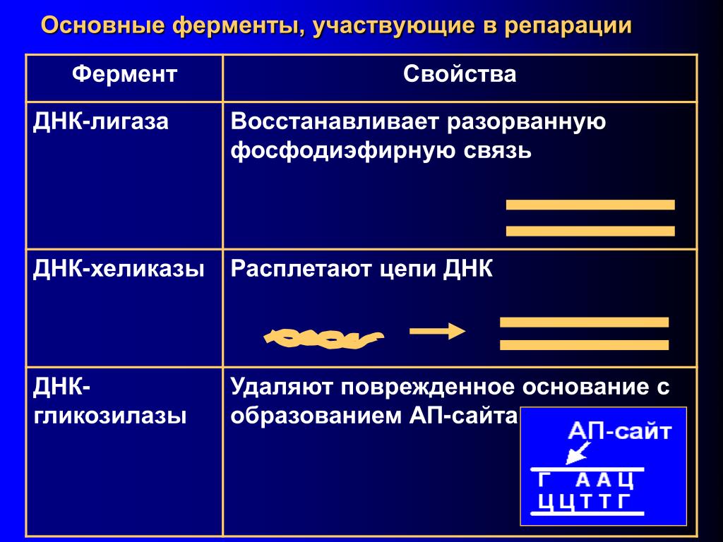 Репарация днк презентация